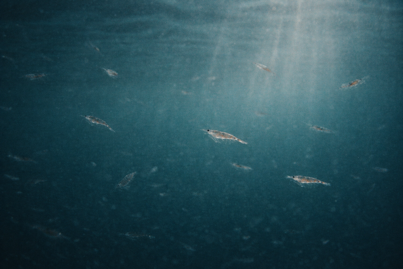 The smallest lifeform with the largest impact